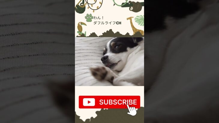 犬 癒し 可愛い犬の動画 #可愛い犬 #dog #癒され #cutedogs #癒される #pet #犬好き #puppy #subscribe #shorts #short