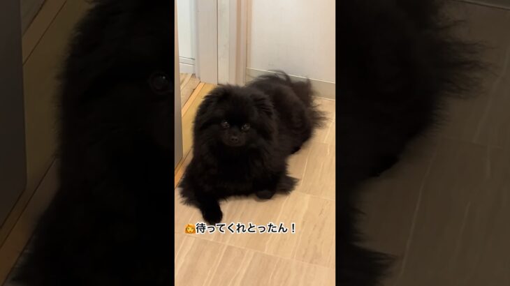 待ってねーし #可愛い犬 #dog #ぽめ #犬 #ポメラニアン #pomポメ #黒ポメ #cat #ポメ #かわいい #お風呂