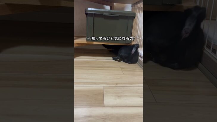 狭いところが好きなもずくさん#pug #パグ #ぱぐ #癒し #いぬ #dog #犬 #犬のいる暮らし