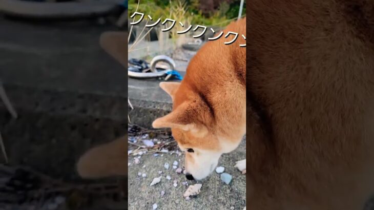 貝殻の匂いが大好きな柴犬さん　#かわいい犬 　#shiba 　#shorts