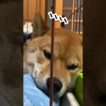 寝落ち犬 #かわいい #しばいぬ #柴犬 #shibainu #cute  #shorts