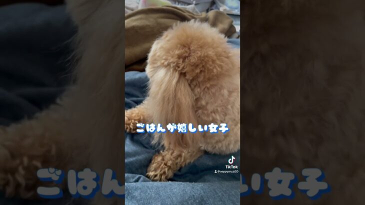 【癒し】喜ぶ姿が可愛すぎる犬🐶#shorts #dog #マルプー #トイプードル