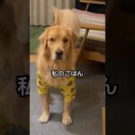 悲壮感漂うイッヌ#ゴールデンレトリバー#かわいい犬 #shorts#おもしろい犬 #犬のいる暮らし#わんこ  #goldenretriever  #dog #golden