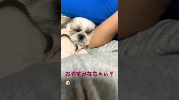 パパの隣で添い寝🐶💤✨#shorts#シーズー #shihtzu #かわいい #癒し #犬のいる暮らし