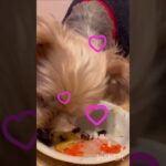 大好きご飯　#可愛い犬#愛犬のいる暮らし#癒し#ヨーキー