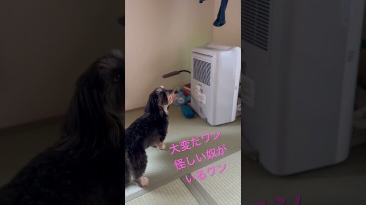 狩猟犬　狙った獲物は…母爆笑🤣