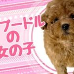 トイプードルの子犬　（平野瓜破）