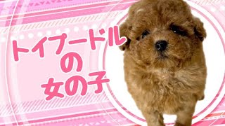 トイプードルの子犬　（平野瓜破）