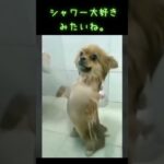 シャワー好きな犬さん