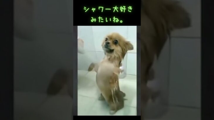 シャワー好きな犬さん