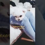 【可愛い犬動画】赤ちゃんぽいラテ　#ミックス犬#マルポメ#マルポメのラテ#赤ちゃんみたいな犬#マルチーズ#マルチーズのポポ#11ヶ月#cute #귀여운