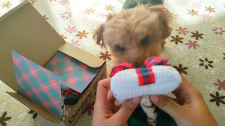 【ドキボー12月号】あざとく手に入れた #犬 🐩🎁#doggybox  #christmas #shorts