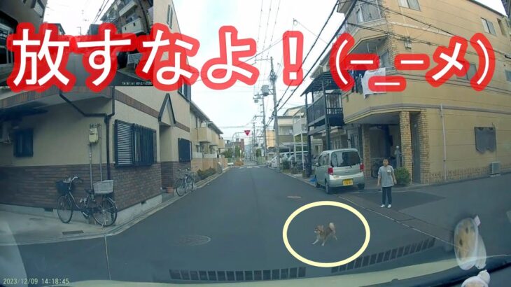 かわいい犬と自転車が大暴走⁉︎ 呆れた飛び出し映像2連発