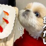 【シーズー】可愛いのおかわりがいっぱい出てくる、シーズー犬のクリスマス 2023！www【300】