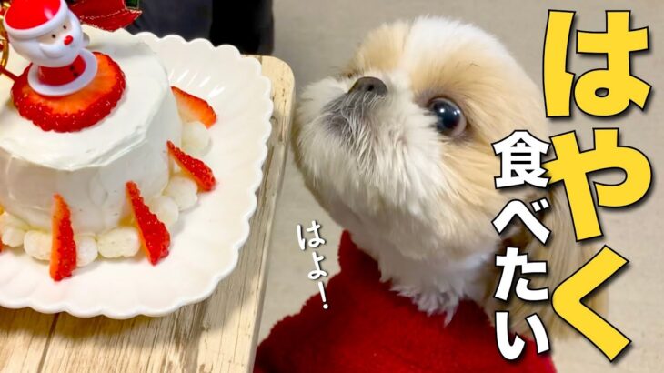 【シーズー】可愛いのおかわりがいっぱい出てくる、シーズー犬のクリスマス 2023！www【300】