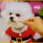 The Funniest Christmas Puppies Ever! Prepare for Non-Stop Laughter! #47 – Funny Dogs! #christmas