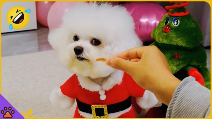 The Funniest Christmas Puppies Ever! Prepare for Non-Stop Laughter! #47 – Funny Dogs! #christmas