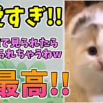 【動物おもしろ】猫・犬・動物の爆笑アフレコ！ハプニングだらけの犬、猫がおもしろすぎた集 Vol.７５