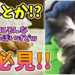 【動物おもしろ】猫・犬・動物の爆笑アフレコ！ハプニングだらけの犬、猫がおもしろすぎた集 Vol.７６