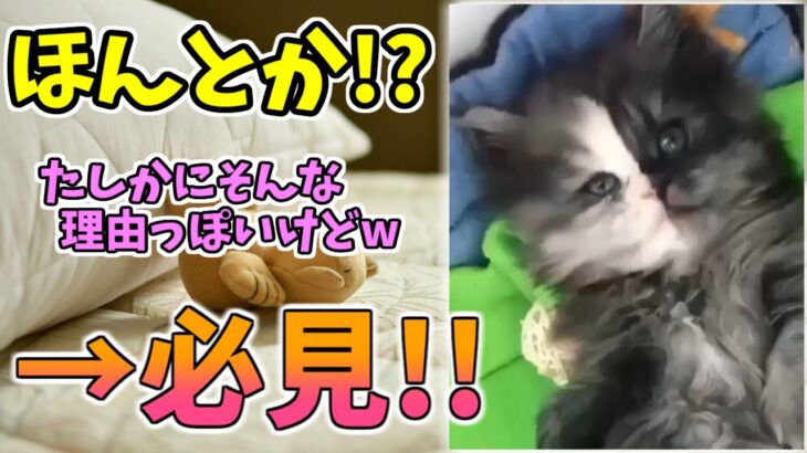 【動物おもしろ】猫・犬・動物の爆笑アフレコ！ハプニングだらけの犬、猫がおもしろすぎた集 Vol.７６