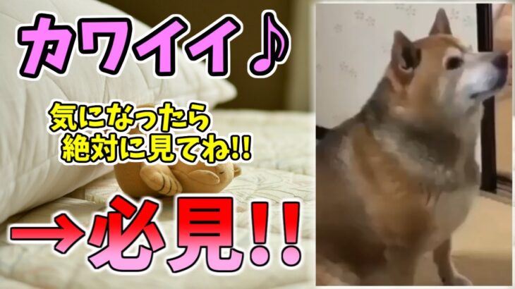 【動物おもしろ】猫・犬・動物の爆笑アフレコ！ハプニングだらけの犬、猫がおもしろすぎた集 Vol.６８