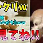 【動物おもしろ】猫・犬・動物の爆笑アフレコ！ハプニングだらけの犬、猫がおもしろすぎた集 Vol.７２