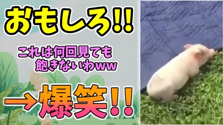 【動物おもしろ】猫・犬・動物の爆笑アフレコ！ハプニングだらけの犬、猫がおもしろすぎた集 Vol.７４