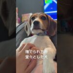 偉そうに撫でられる犬様 #dog #beagle #ペット #子犬 #かわいい #puppy #犬のいる暮らし #ビーグル #癒し #可愛い