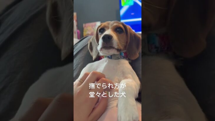 偉そうに撫でられる犬様 #dog #beagle #ペット #子犬 #かわいい #puppy #犬のいる暮らし #ビーグル #癒し #可愛い