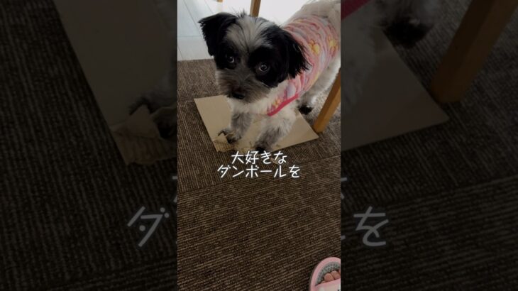 机の下でイタズラしてる… #おすすめ #dog #犬のいる暮らし #かわいい #犬 #おもしろ #shorts