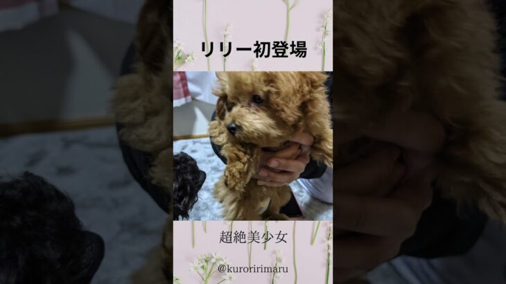 リリー初登場 #リリー #トイプードル #dog #愛犬との時間 #犬のいる生活 #癒し #トイプ #子犬 #犬好きさんと繋がりたい #toypoodle