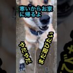 遊び足りない#柴犬もどき#shorts#おもしろ犬#雑種犬