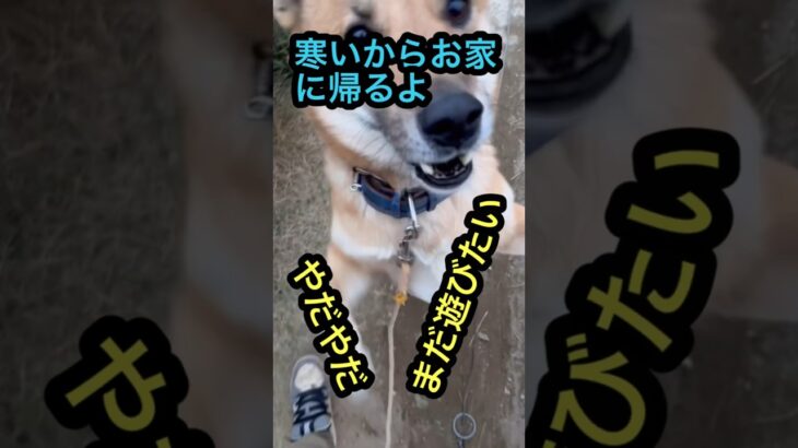 遊び足りない#柴犬もどき#shorts#おもしろ犬#雑種犬