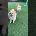 今日も元気なモカサク親子！#shorts #おすすめ #ポメラニアン #癒し動画 #おもしろ動画 #pomeranian #dog #犬動画