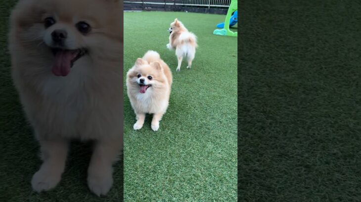 今日も元気なモカサク親子！#shorts #おすすめ #ポメラニアン #癒し動画 #おもしろ動画 #pomeranian #dog #犬動画