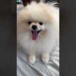 爆毛ポメラニアン！#shorts #おすすめ #ポメラニアン #癒し動画 #おもしろ動画 #pomeranian #dog #犬動画