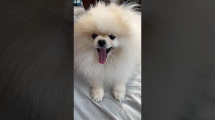 爆毛ポメラニアン！#shorts #おすすめ #ポメラニアン #癒し動画 #おもしろ動画 #pomeranian #dog #犬動画