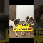 #shorts #pug #キャバリア #癒し#犬