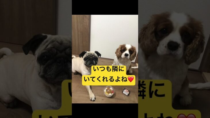 #shorts #pug #キャバリア #癒し#犬