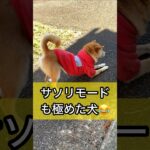 柴犬コロ サソリモードも極めた犬😂 #shorts #柴犬コロ #おもしろ #かわいい #面白い #モノマネ #犬 #shibainu dog 動物 わんの