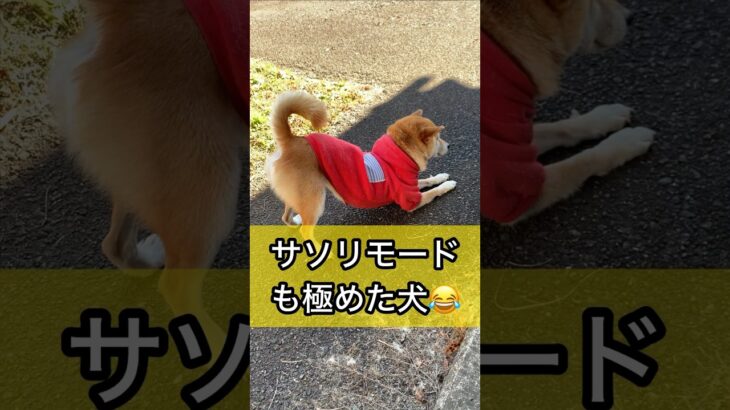 柴犬コロ サソリモードも極めた犬😂 #shorts #柴犬コロ #おもしろ #かわいい #面白い #モノマネ #犬 #shibainu dog 動物 わんの