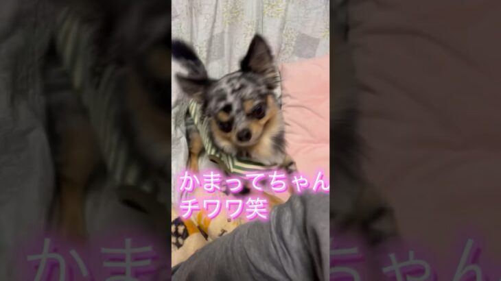 チワワ犬動物おもしろ動画