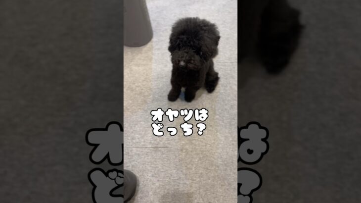 #トイプードル #犬動画 #かわいい犬 #ペット動画 #愛犬との日常 #ペットライフ #可愛いしぐさ