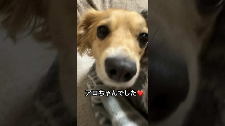 【チワックス】膝掛けに包まったアロ　#チワックス #あったかい #かわいい犬