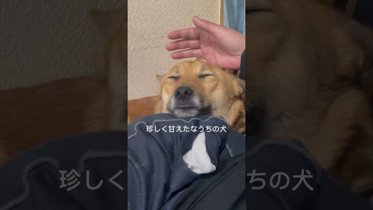 珍しく甘えてきたうちの犬かわいい