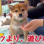 【豆柴犬】かわいい子犬ちゃん、しつけを頑張ります！まめしば亭ブログvlog