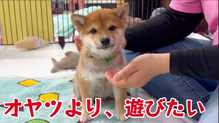 【豆柴犬】かわいい子犬ちゃん、しつけを頑張ります！まめしば亭ブログvlog