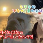 【犬と車中泊】ゆく年くる年！1泊2日伊勢!!ハプニング続き？旅!!