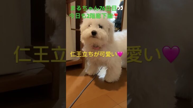 まるちゃん2階廊下編#おもしろ動画犬 #ビション #かわいい犬