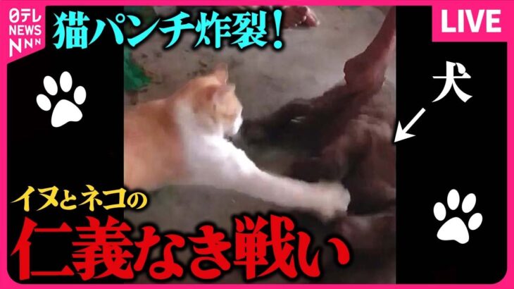 【動物ライブ】お気に入りの場所をとられて..犬と猫の仁義なき戦い / ネコ2匹が「やばい」連発！  まるで会話…　など　どうぶつたちの驚き！ハプニング まとめライブ（日テレNEWS LIVE）